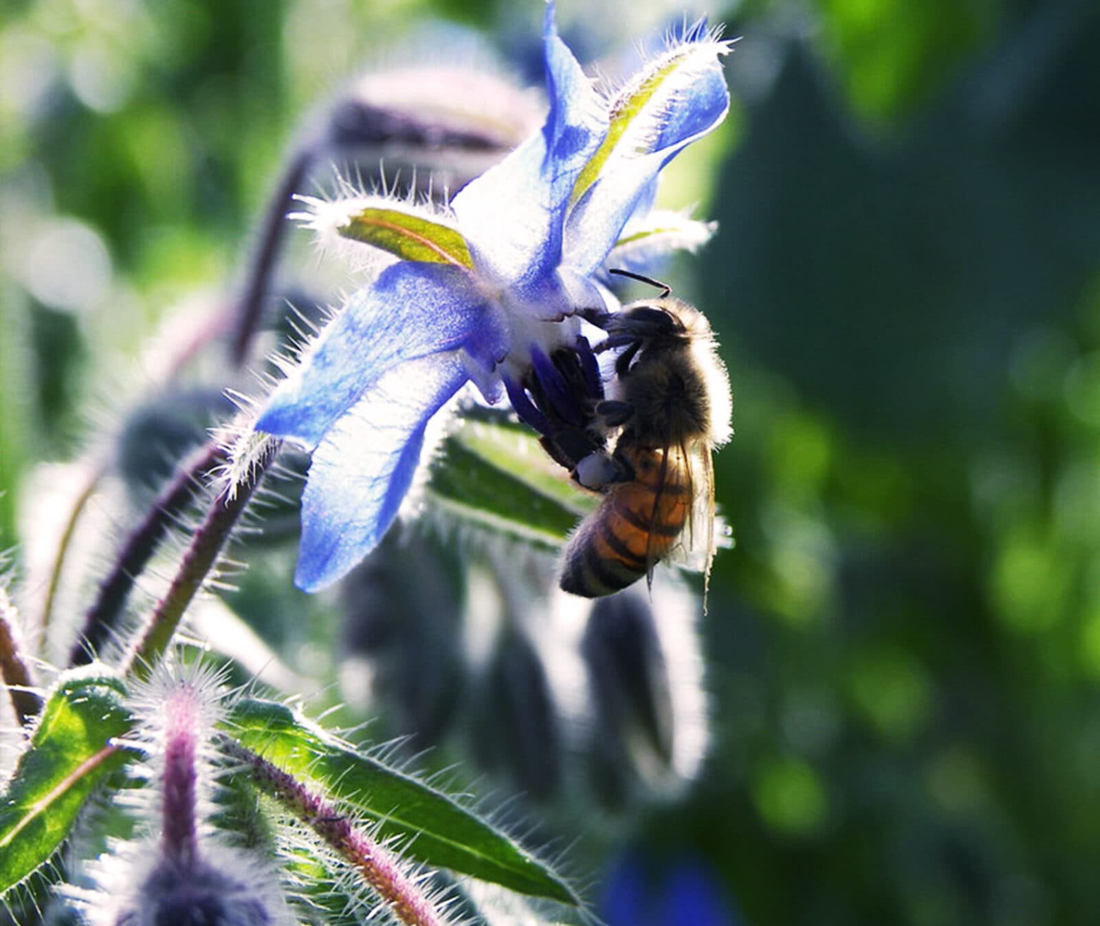 Ett bi på en blå blomma